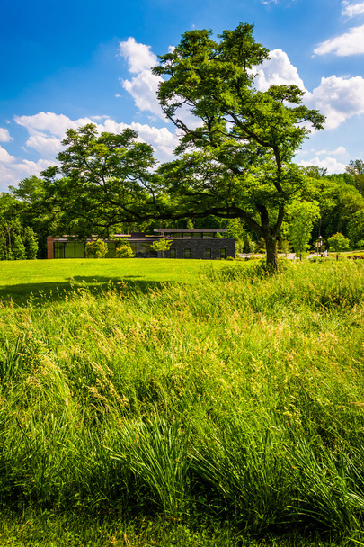Grasses and a tree at Cylburn Arboretum, Baltimore, Maryland.  - 写真・画像