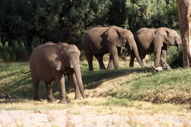 Grupo de elefantes - Fotoğraf, Görsel