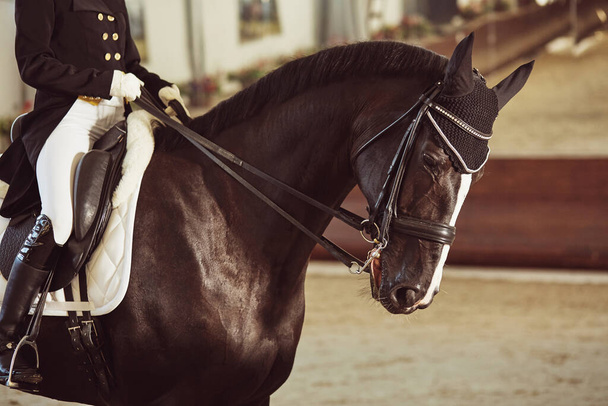 woman jockey with his horse - Foto, immagini