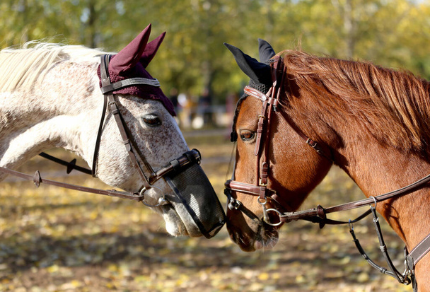 Close up of two young beautiful jumping horses face to face as friends - Photo, Image