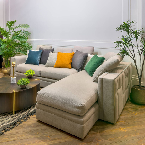 Canapé gris avec coussins colorés placés et table sur tapis dans une chambre moderne spacieuse avec fauteuils et plantes vertes en pot - Photo, image