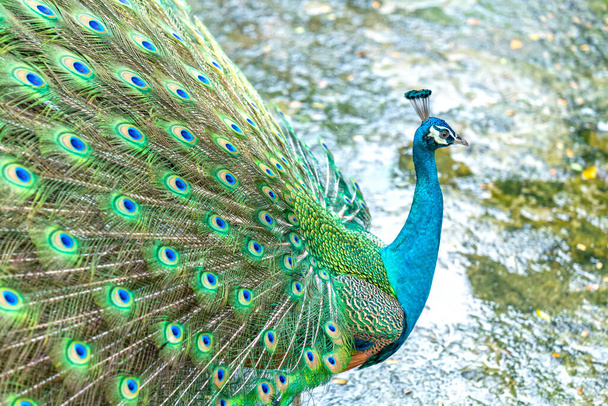 Zbliżenie elegancki indyjski mężczyzna paw ptak wyświetlanie jego piękne pióro ogon w parku publicznym - Zdjęcie, obraz