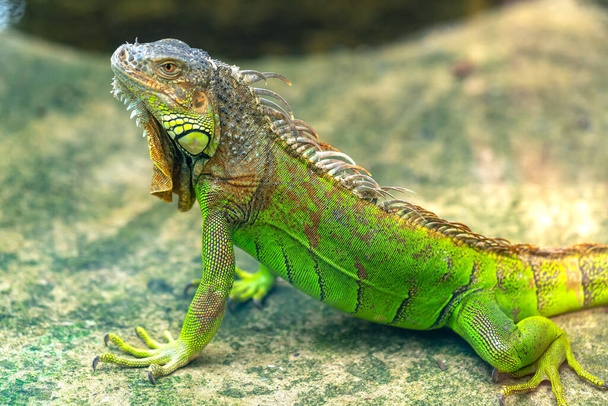 Un retrato común de iguana está descansando en un parque público. Este es el reptil dinosaurio residual que necesita ser preservado en el mundo natural - Foto, imagen