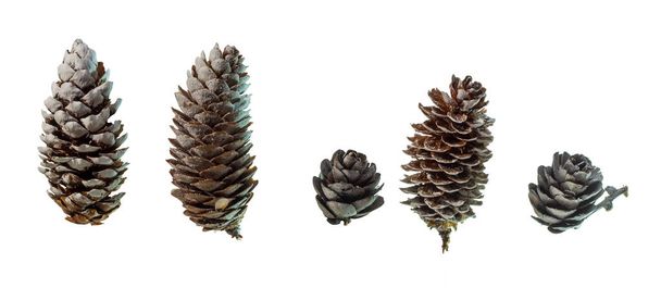 set of fir and pine cones isolated white - Photo, Image