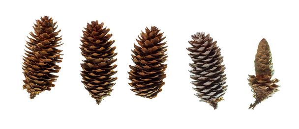 conjunto de cones de abeto e pinheiro isolado branco - Foto, Imagem