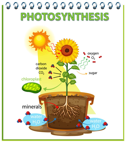 Diagramme montrant le processus de photosynthèse dans l'illustration du tournesol - Vecteur, image