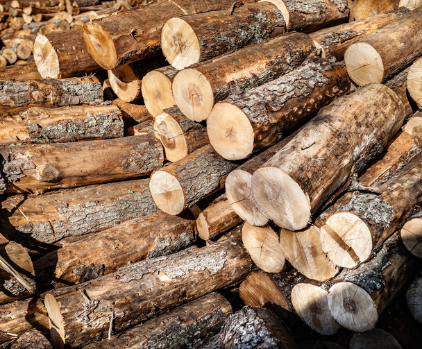 Pile of wood logs - Photo, Image