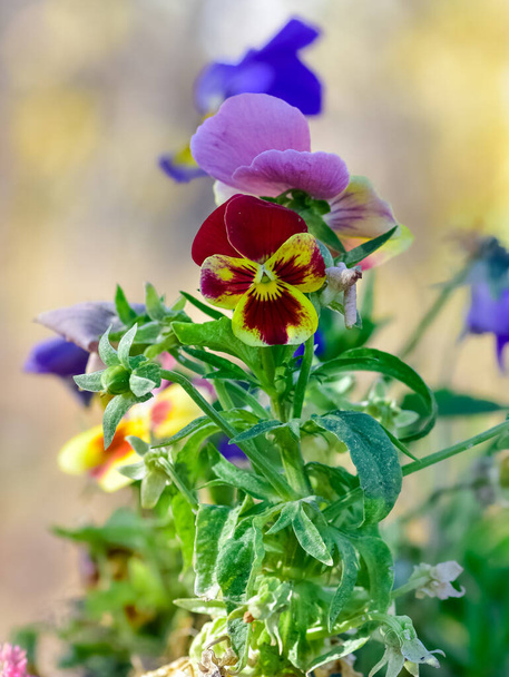 fotos de várias violetas de jardim. - Foto, Imagem