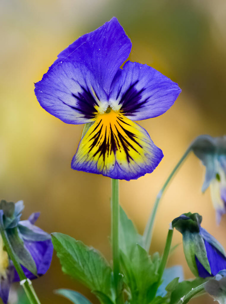 photos de diverses violettes de jardin. - Photo, image