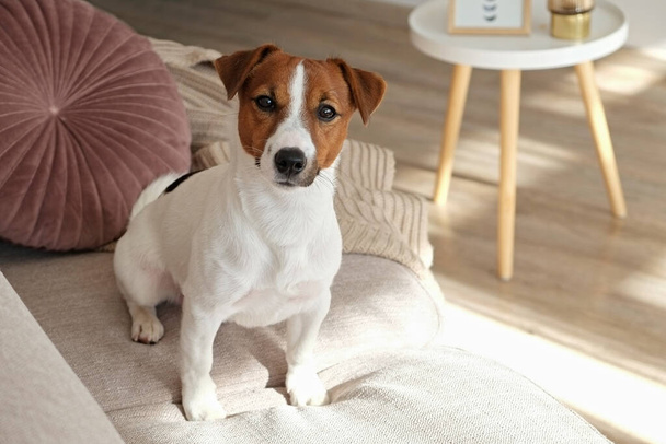 Curious Jack Russell Terrier puppy looking at the camera busking in the sunlight. Adorable doggy with folded ears, alone on the couch at home. Close up, copy space, cozy interior background - Foto, Imagen