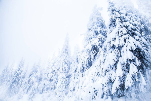 Snow on fir trees. Frozen winter wonderland forest - Photo, Image