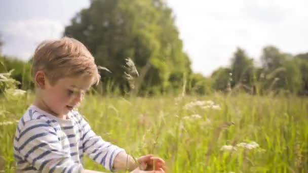 mały chłopiec, idąc przez wysokie trawy - Materiał filmowy, wideo