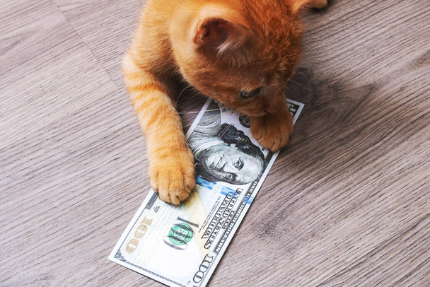 Kotě hraje v hromadě dolarových bankovek zblízka - Fotografie, Obrázek