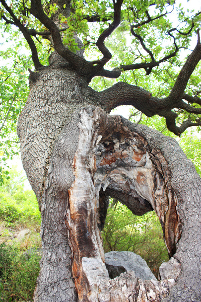 Старый дуб
 - Фото, изображение