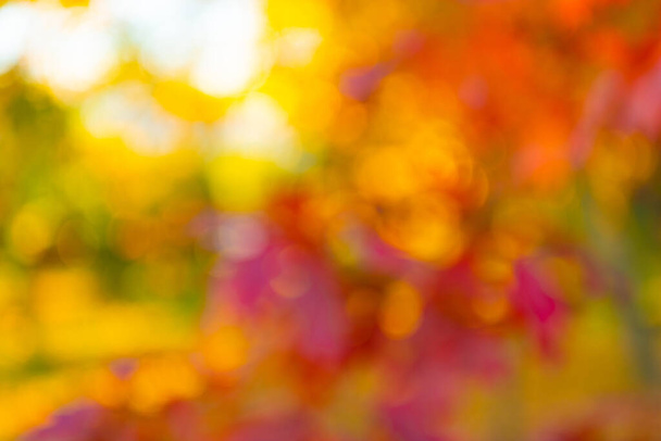 blurred bokeh background. autumn defocused nature. blur backdrop of autumn leaves. - Photo, Image