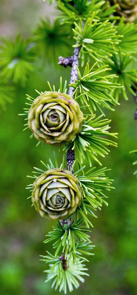 spruce branch with cones - Photo, Image