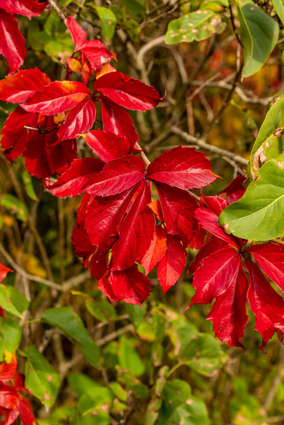 Foto vertical de hojas leñosas de color rojo brillante en otoño. La enredadera de Virginia (Parthenocissus quinquefolia) sale al color rojo de la caída. Hojas de hiedra roja de cinco dedos. Hojas de uva silvestre roja - Foto, Imagen