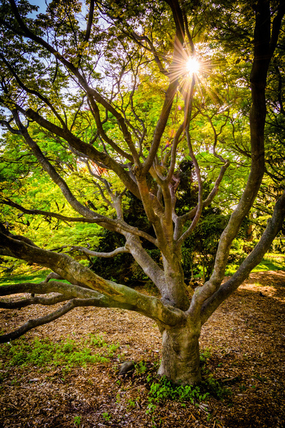 The sun shining through a tree at Cylburn Arboretum, in Baltimor - 写真・画像