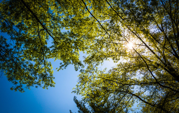 The sun shining through trees at Monticello, Virginia.  - Foto, immagini