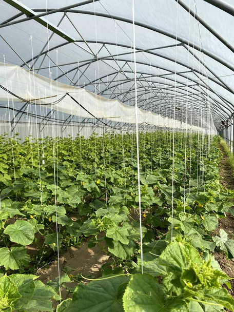 uborka nő az üvegházban. Természetes uborkás üvegház. Gyönyörű érett és zöld uborkát termesztenek egy üvegházban. Bioélelmiszer-termelés - Fotó, kép