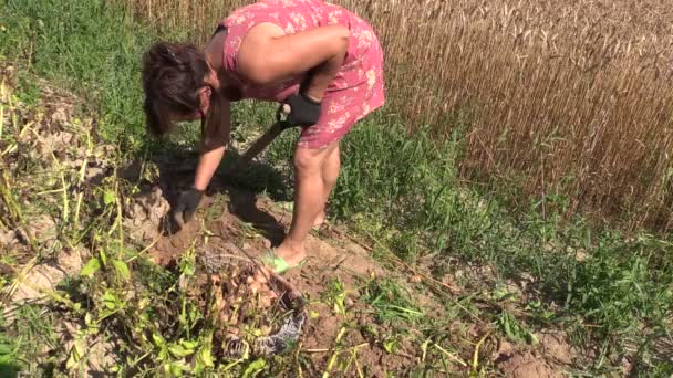 boer vrouw oogst graven eco aardappel in landbouwgrond - Video