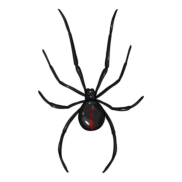 Leski hämähäkki
 - Vektori, kuva