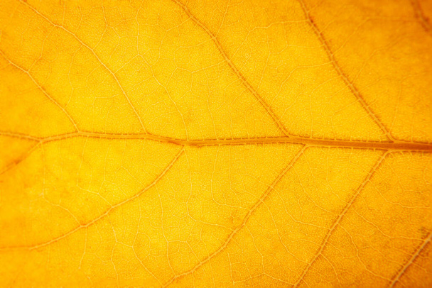 Zbliżenie żółtego, pomarańczowego, brązowego liścia. makro fotografia - Zdjęcie, obraz