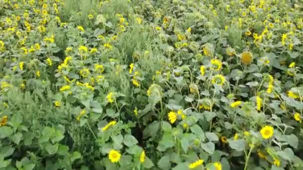 Luftaufnahme blühende Sonnenblumen Sonnenblume 4k Feldpflanze. Kamerafahrt über ein landwirtschaftliches Sonnenblumenfeld. 4k. - Filmmaterial, Video