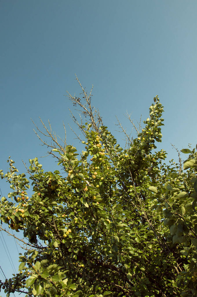 Jasna bujna korona dzikiego jabłoni z dojrzałymi jabłkami przeciwko jasnemu błękitnemu niebu w letnim widoku od dołu - Zdjęcie, obraz