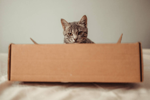 Portrait of funny gray kitty cat sitting in an parcel delivery cardboard box - Photo, Image