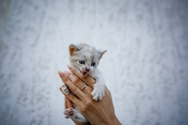 Adorable little kitten in hands on white background. Female hands holding cute white and grey kitten. Furry friend in new home, adoption concept - Photo, Image