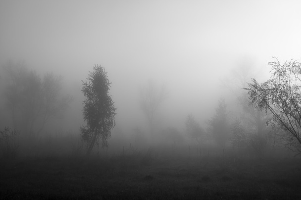 sluneční paprsky proniknout mlhu v borovém lese - Fotografie, Obrázek