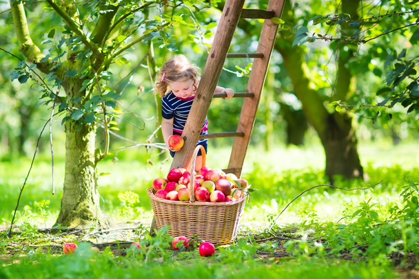 κοριτσάκι σε έναν κήπο μήλο - Φωτογραφία, εικόνα