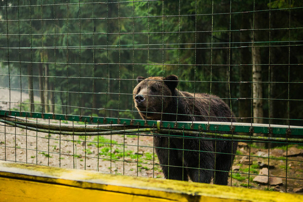 дикий медведь в реабилитационном центре - Фото, изображение