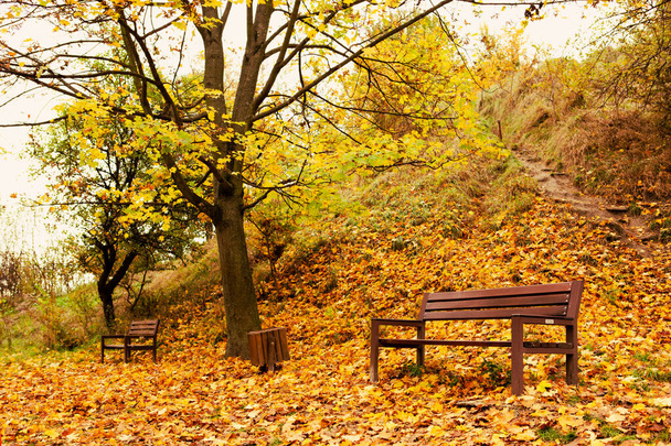 пустая скамейка в общественном парке осенью - Фото, изображение