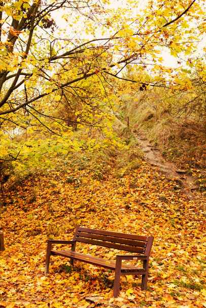 άδειο παγκάκι στο δημόσιο πάρκο της πόλης φθινόπωρο αντίγραφο χώρο - Φωτογραφία, εικόνα