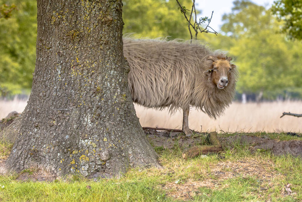 Drenthe heath juhok, valószínűleg a legrégebbi fajta juhok Európában, elsődlegesen emelt növénytermesztés. A vadon élő állatok és növények helyzete Európában. - Fotó, kép