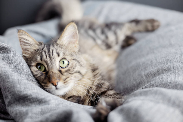 Un bel gatto grigio si trova su una sedia borsa e guarda di lato. Concentrati sull'occhio. - Foto, immagini