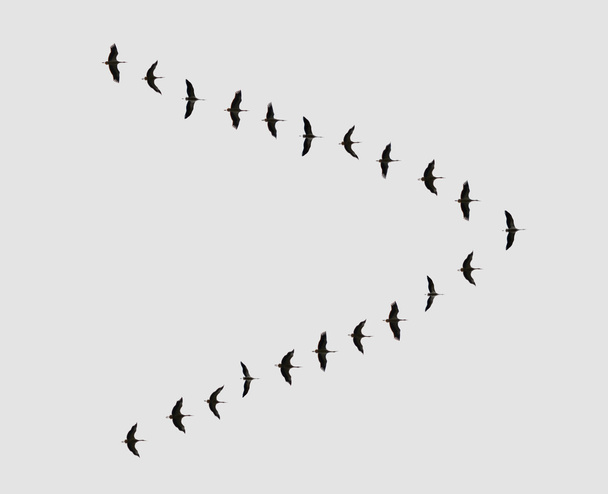 Stado ptaków - Zdjęcie, obraz