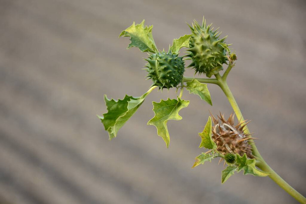 秋になるとジムソン雑草植物であるダルタ・ストラモニウムが - 写真・画像