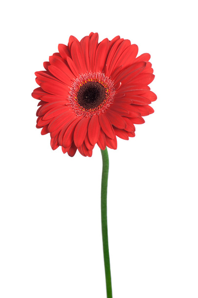 Red gerbera isolated - Photo, image