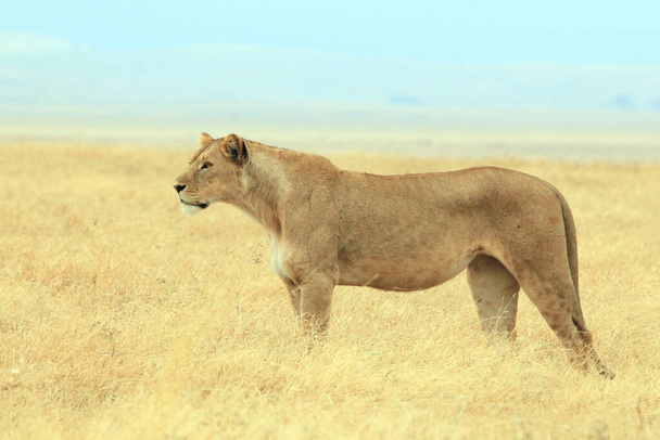Lionne (Panthera leo) parcourant les plaines du cratère de Ngorongoro, Tanzanie - Photo, image