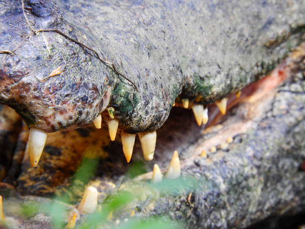 Кайман на берегу лагуны, Амазония, Эквадор - Фото, изображение
