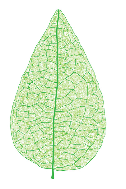 Leaf detail abstract vector illustration. - Vector, Image