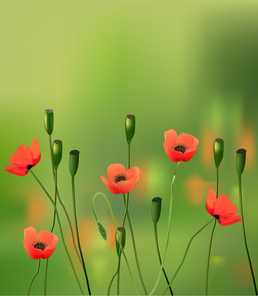 Las flores las amapolas sobre el prado verde
 - Vector, imagen
