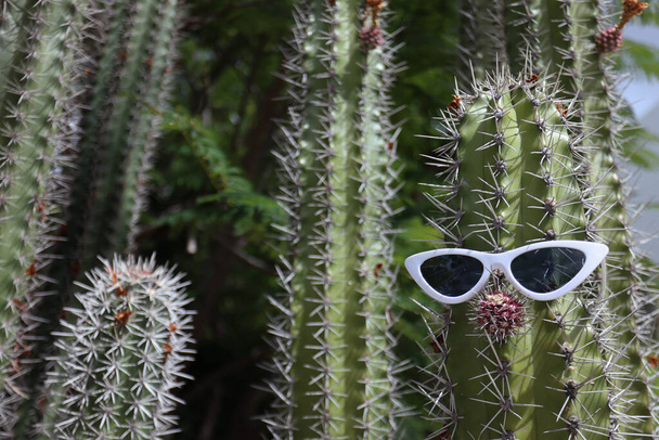 Zabawne duże kaktusy z nosem i okularami przeciwsłonecznymi. Zbliżenie. Skupienie selektywne. - Zdjęcie, obraz