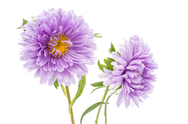 Aster flores
 - Foto, imagen
