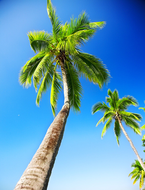 Coconut palm - Foto, immagini
