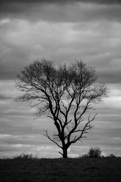 Lone, árbol desnudo en un campo de Wisconsin a finales de octubre, vertical - Foto, imagen