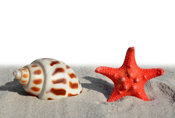 Shell com estrela-do-mar
 - Foto, Imagem